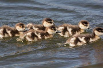 Baby egyptian goose gosling. Cute young baby geese swimming in a line on lake.
