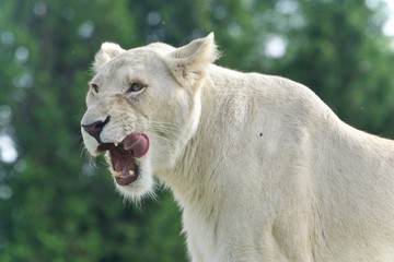 Background with a scary white lion screaming