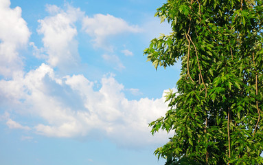 green maple leaves, hanging branch, blue sky