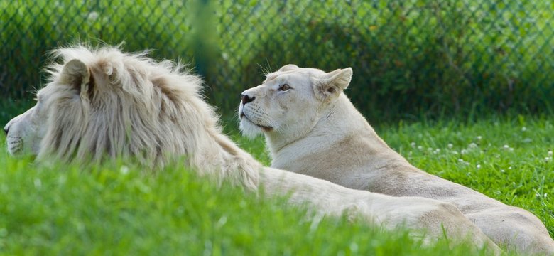 Picture with two white lions laying together