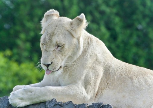 Photo of a funny white lion trying not to sleep