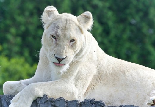 Background with a white lion looking at camera