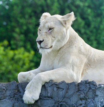 Isolated picture with a white lion looking aside