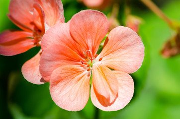 Fototapeta premium Beautiful muscat geraniums flower with green background in the garden. Selective focus. Close up. 
