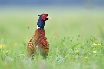 Wild pheasant in a grass