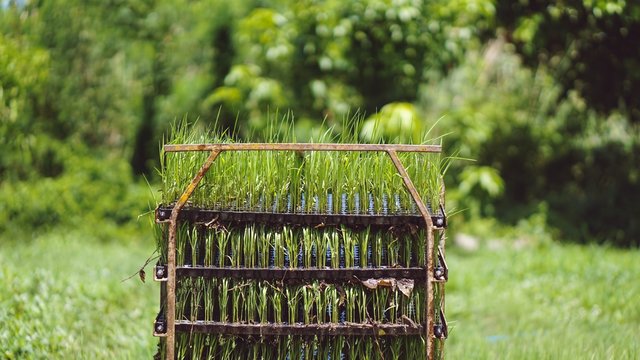 Rice paddy planting to the rice field