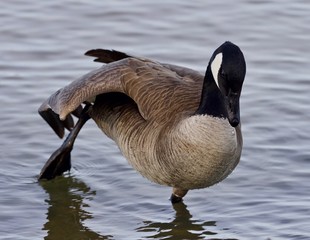 Beautiful isolated photo with a cute Canada goose in the lake