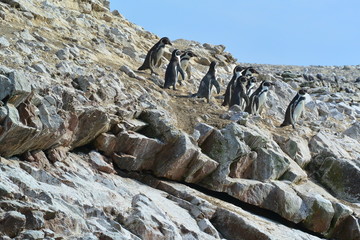 Penguins Paracas Peru