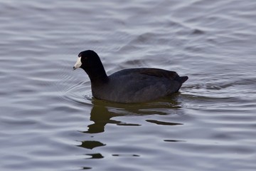 Beautiful image with funny weird american coot in the lake