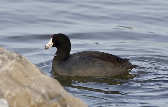 Beautiful image with amazing american coot in the lake