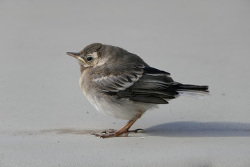 Bachstelze, Jungvogel  (Motacilla alba)
