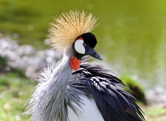 Fototapeta premium Isolated image of an east African crowned crane