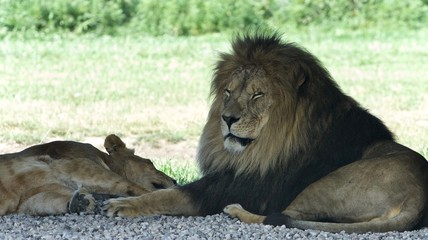 Picture with a pair of lions laying together