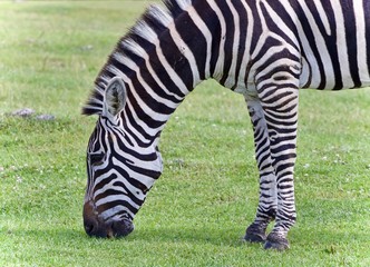 Fototapeta na wymiar Photo of a zebra eating the grass on a field