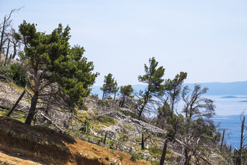 Deforestation in the Dalmatian coast in Croatia