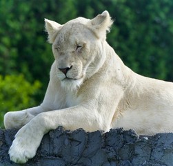Image of a funny white lion trying not to sleep