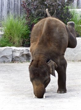 Postcard with an elephant standing on its head