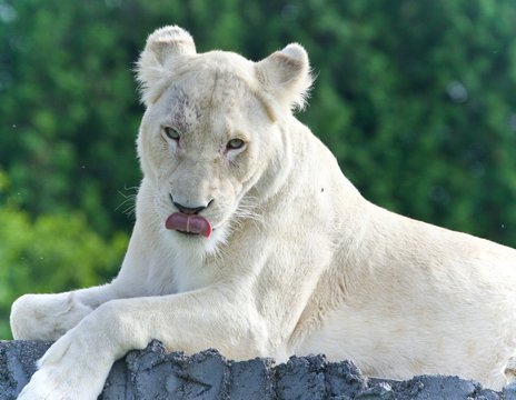 Isolated photo of a white lion looking at camera