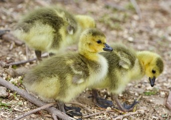 Beautiful background with several cute funny chicks of Canada geese