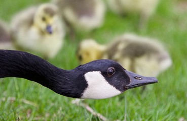 Beautiful isolated image of young chicks of Canada geese under cover of their mom