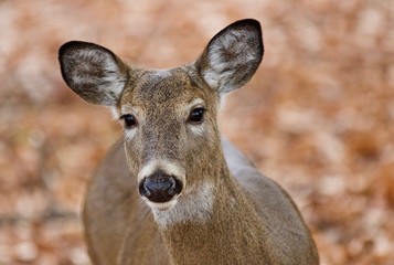 Isolated photo of a cute funny wild deer in forest
