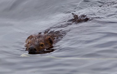 Beautiful isolated picture of a beaver swimming in the lake