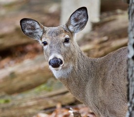 Isolated photo of a cute wild deer in forest in autumn