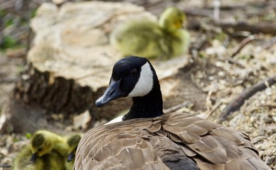 Beautiful isolated picture of a young family of Canada geese