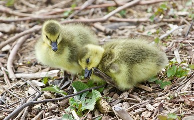Beautiful isolated photo of two cute funny chicks of Canada geese