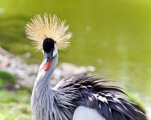 Fototapeta premium Photo of an east African crowned crane near a lake