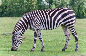 Photo of a zebra eating the grass on a field