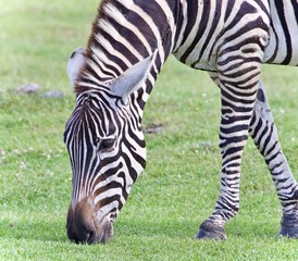 Fototapeta na wymiar Image of a zebra eating the grass on a field