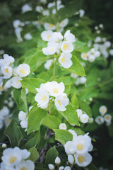 A branch of beautiful white fragrant jasmine flowers. Closeup, soft focus. Vertical photography.