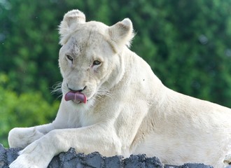 Fototapeta premium Image of a white lion looking at camera in a field