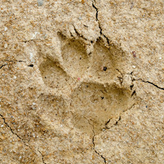 Animal footprints on abstract background rift of soil Climate change and drought land.