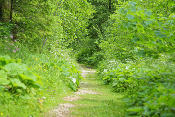 Fototapeta premium Romania Red Lake Area