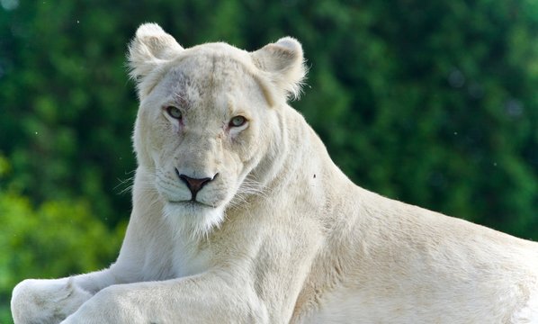 Image of a white lion looking at camera in a field
