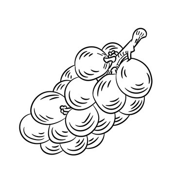 Line Drawing of Langsat -Simple line Vector