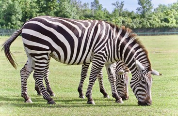 Fototapeta na wymiar Postcard with two zebras eating the grass