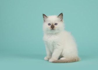 Fototapeta na wymiar Cute sitting baby rag doll cat facing the camera on a blue turquoise background