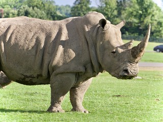Obraz premium Isolated picture with a rhinoceros standing awake