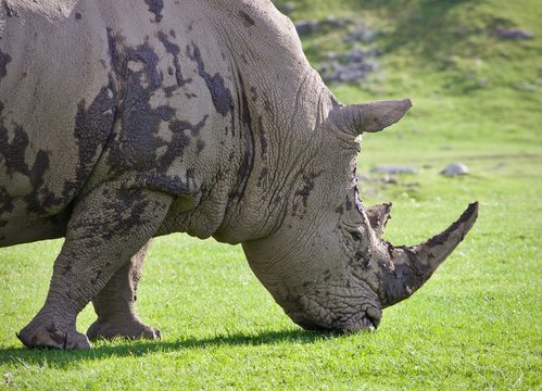 Image of a rhinoceros eating the grass on a field