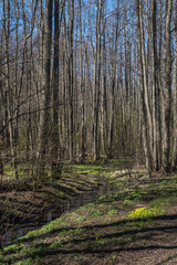 Naklejka premium Forest at spring