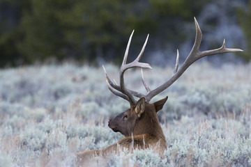 BULL ELK DURING RUT IN SAGEBRUSH STOCK IMAGE