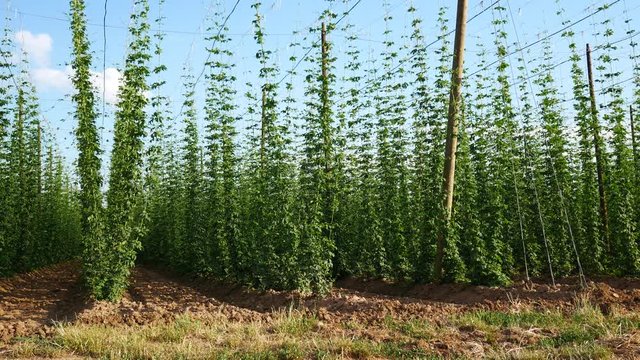 Hop Field in the Wind. No Movement Camera.