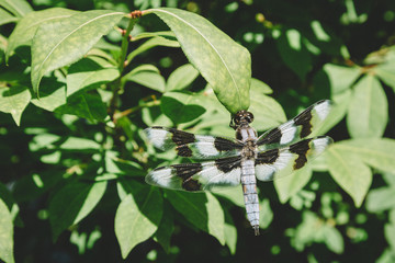 Dragonfly