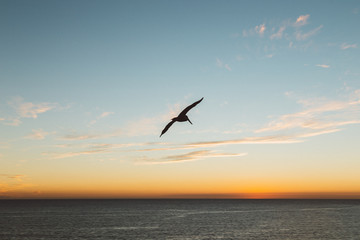 Fototapeta na wymiar Pelican sunset