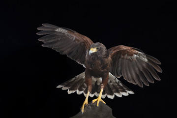 Brussard Greifvogel als Studiofoto
