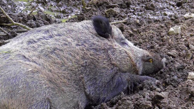 Lustiges Wildschwein schl&auml;ft gem&uuml;tlich