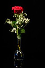 Obraz premium red rose